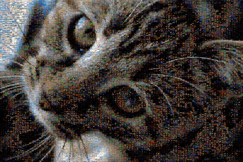 Illustration for article titled Shooting Challenge: Mosaic